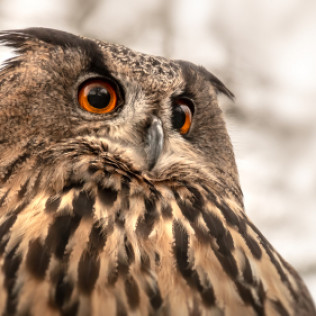 Wildlife & Animal Removal, Pest Control | Clinton, Brandon, Madison